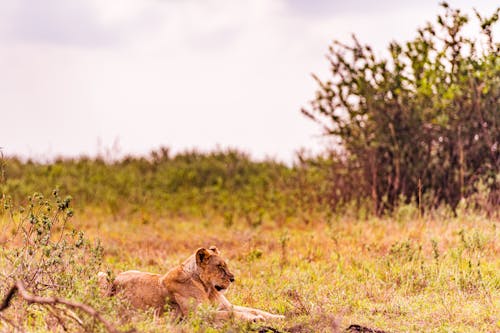 Brown Lioness on Grass Field