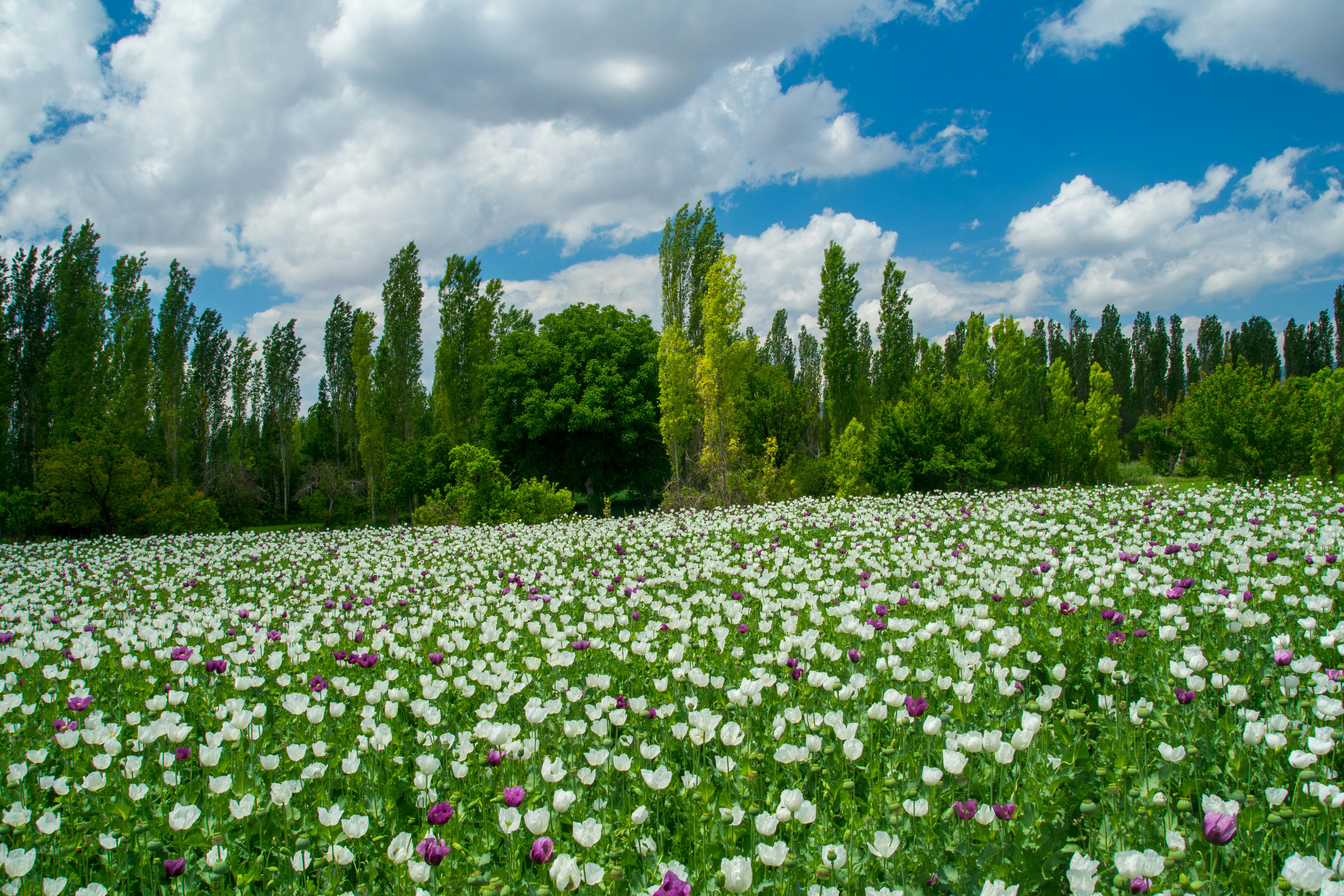 A Group of White and Purple Flower Field Near Tall Trees Under a Cloudy  Blue Sky · Free Stock Photo, image size:1125x750
