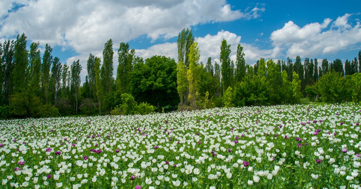 Foto profissional gratuita de ambiente calmo, ao ar livre, área, área ...
