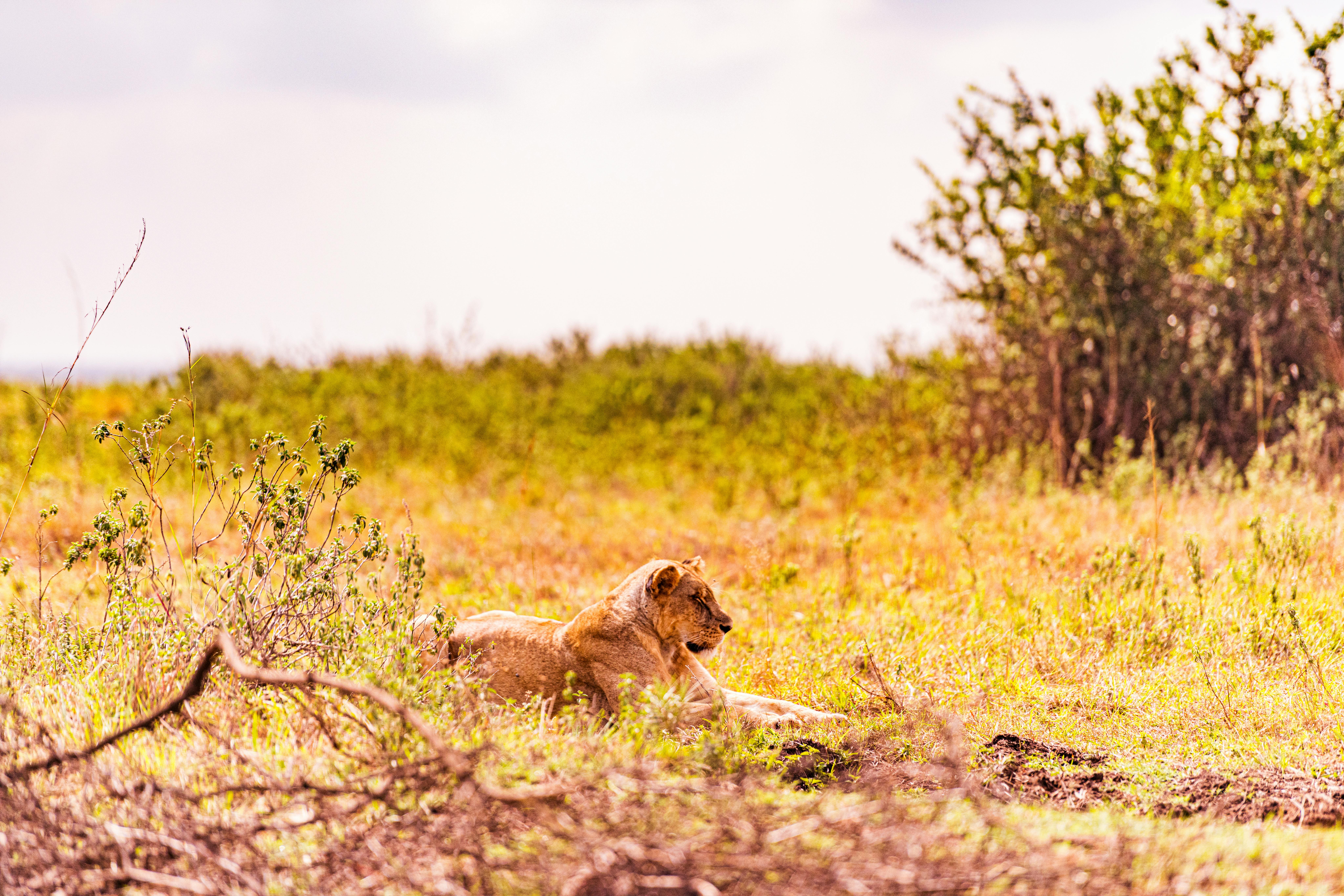 a lioness resting on grass
