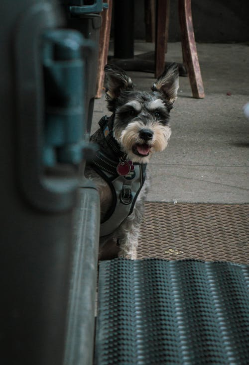 Furry Dog in Close Up Shot