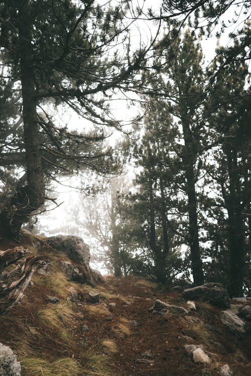 Fotos de stock gratuitas de árboles verdes, bosque, con niebla