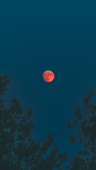 A striking blood moon captured over silhouetted trees against a dark night sky.