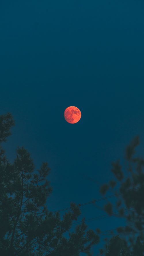 Free A striking blood moon captured over silhouetted trees against a dark night sky. Stock Photo
