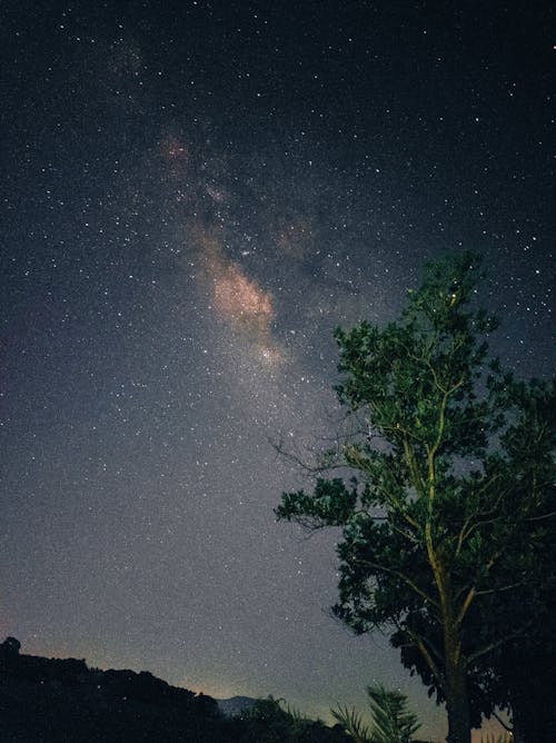 Fotos de stock gratuitas de árbol verde, cielo nocturno, estrellado
