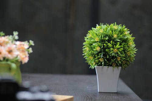 無料 緑の葉の植物の選択的焦点写真 写真素材