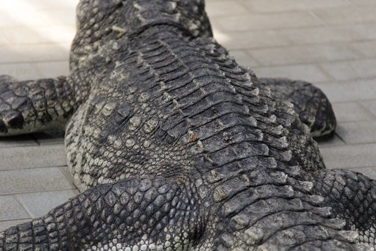 Alligator Skin In Close-up Shot