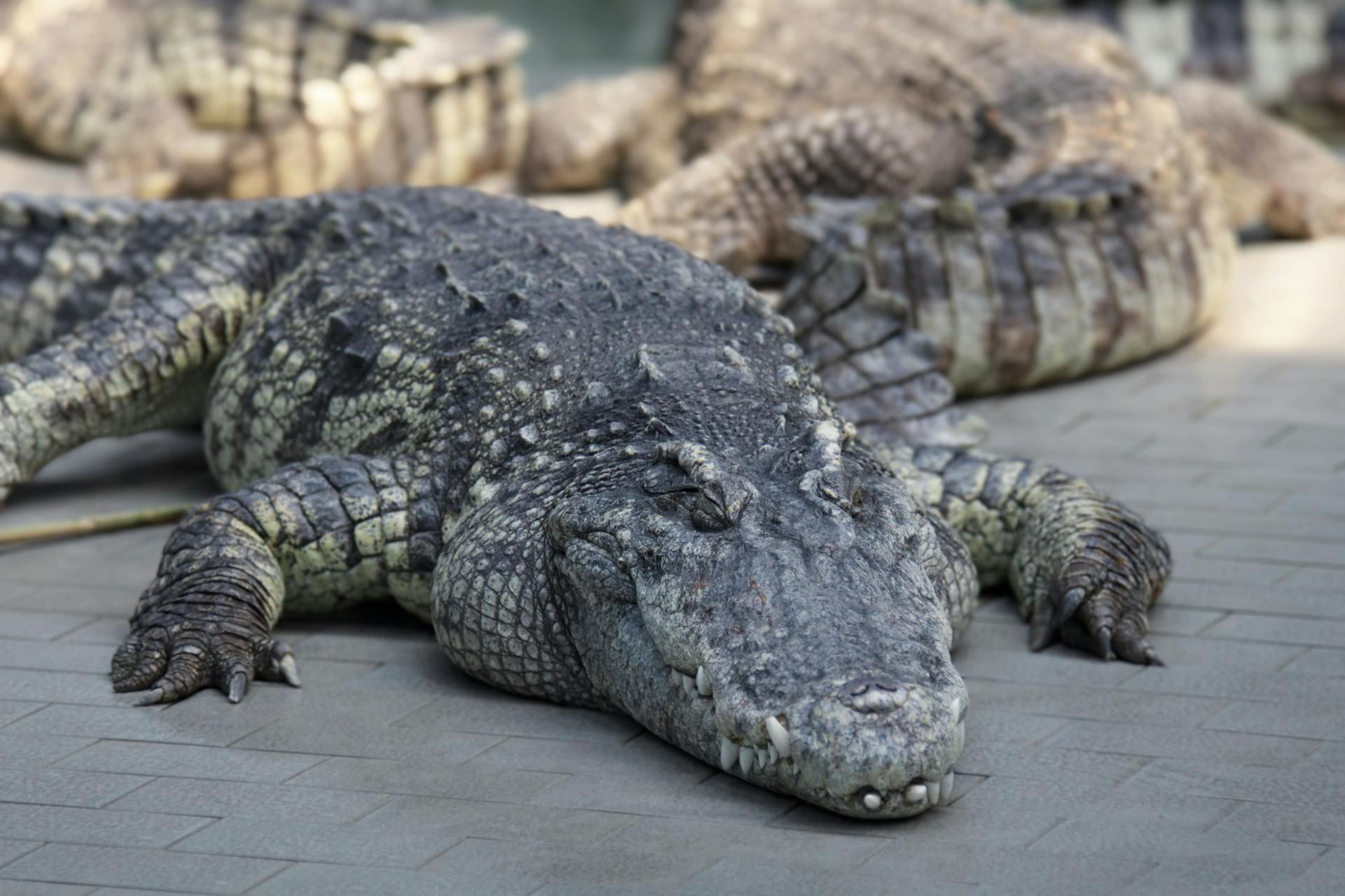 Nile Crocodile on Gray Concrete Floor