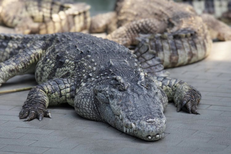 Nile Crocodile On Gray Concrete Floor