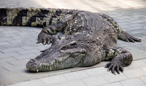 A Crocodile on Bricks Pavement