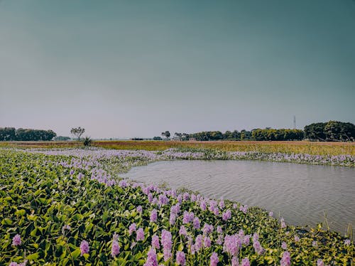 Flowers are blooming in the lake 
