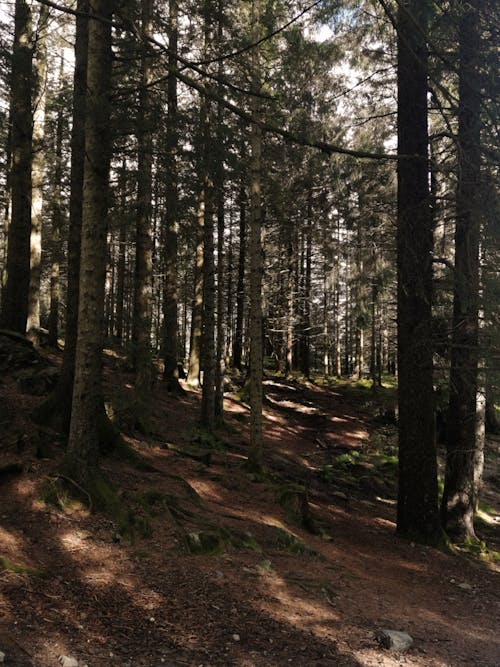 Free A Forest in Bergen, Norway Stock Photo