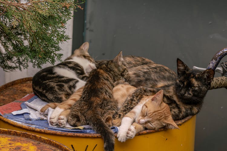 Photo Of Cats Sleeping