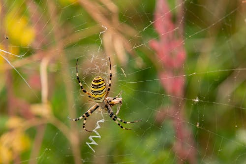 Free Spinne Stock Photo