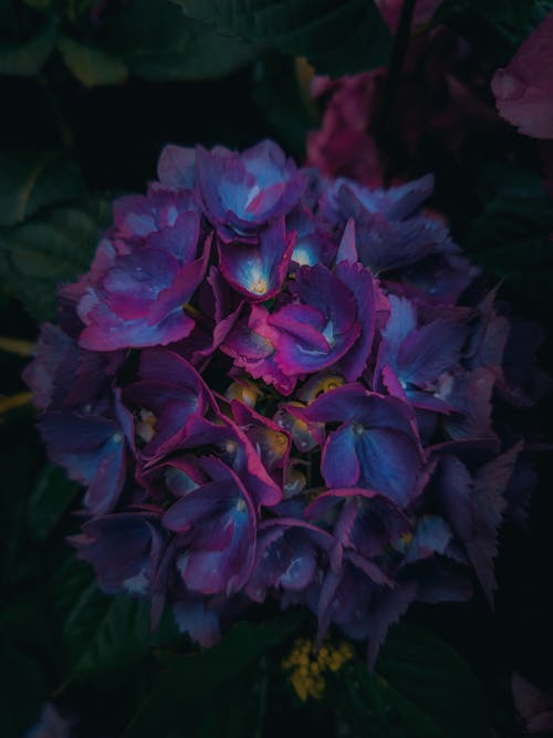 Free stock photo of 4k wallpaper, beautiful flower, purple