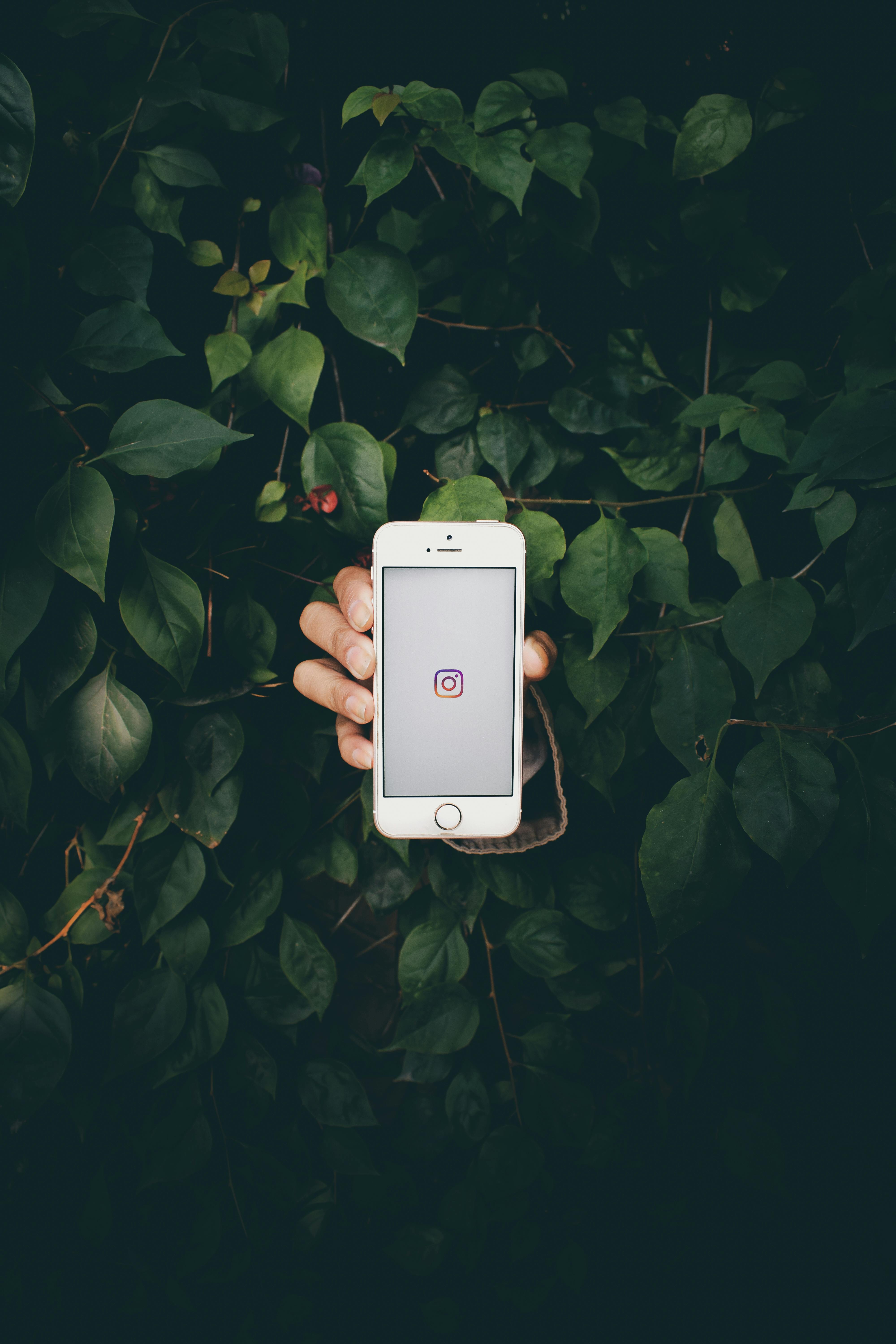 A hand holding a smartphone displaying the Instagram icon amid lush green leaves.