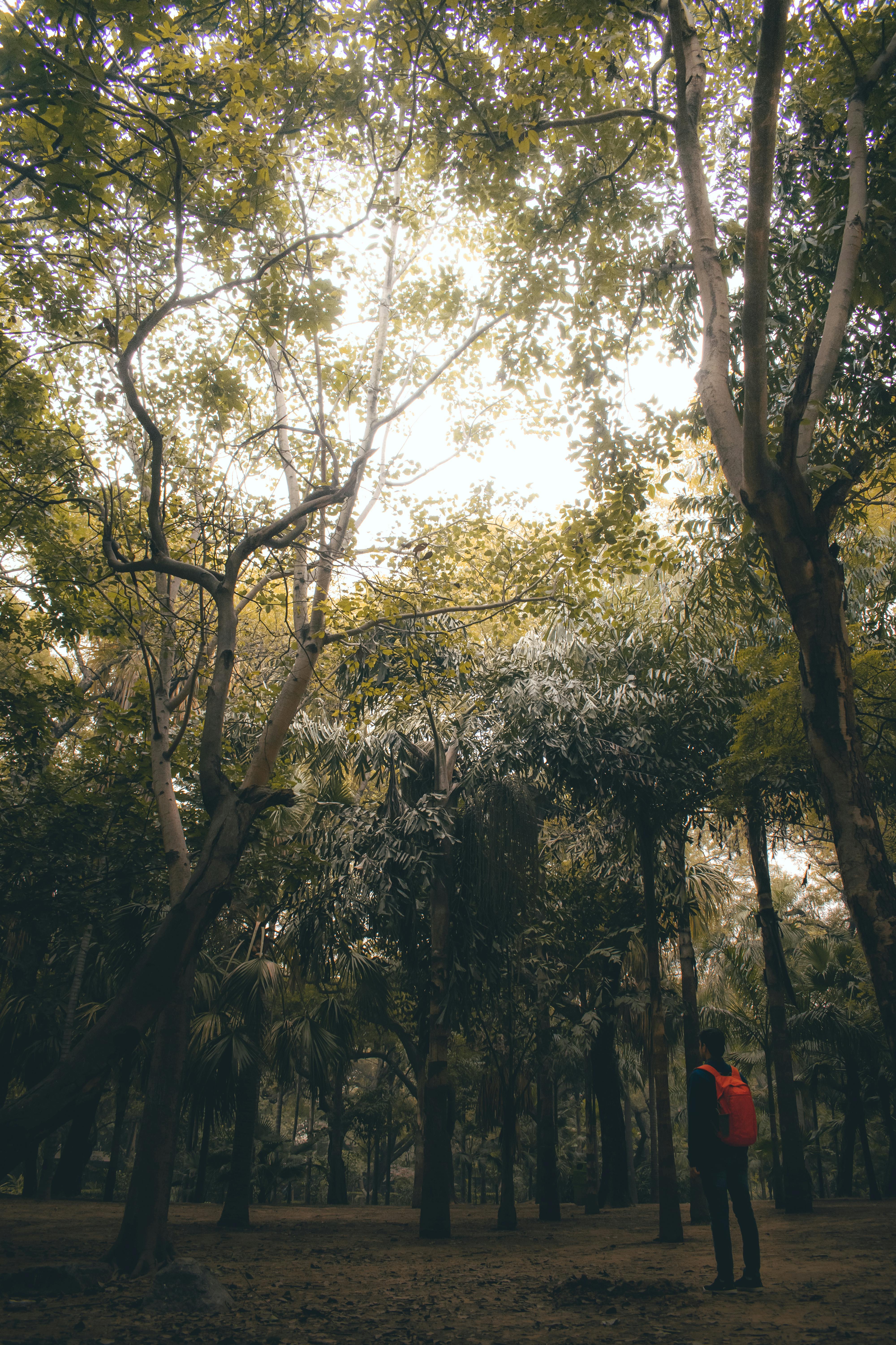 A Person Waking on a Forest Path · Free Stock Photo