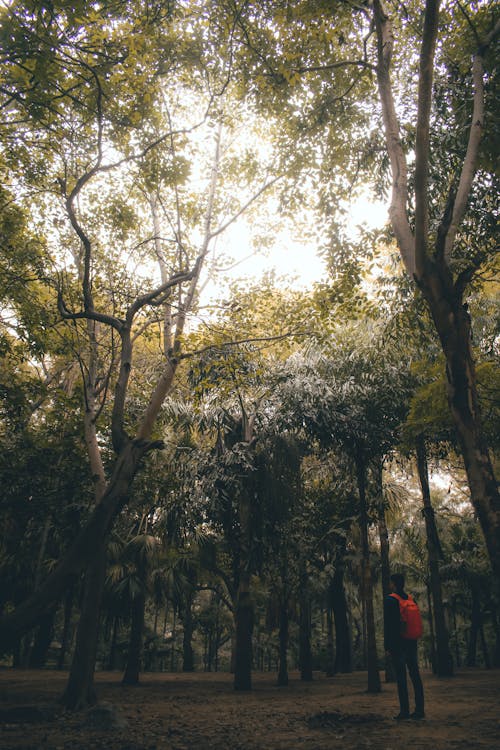 Бесплатное стоковое фото с вертикальный выстрел, вид сзади, лес