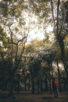 Person exploring a tranquil forest with tall trees and lush foliage under a bright sky.