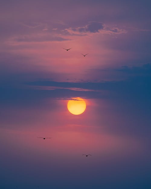 Fotobanka s bezplatnými fotkami na tému birds_flying, dramatická obloha, modrá obloha