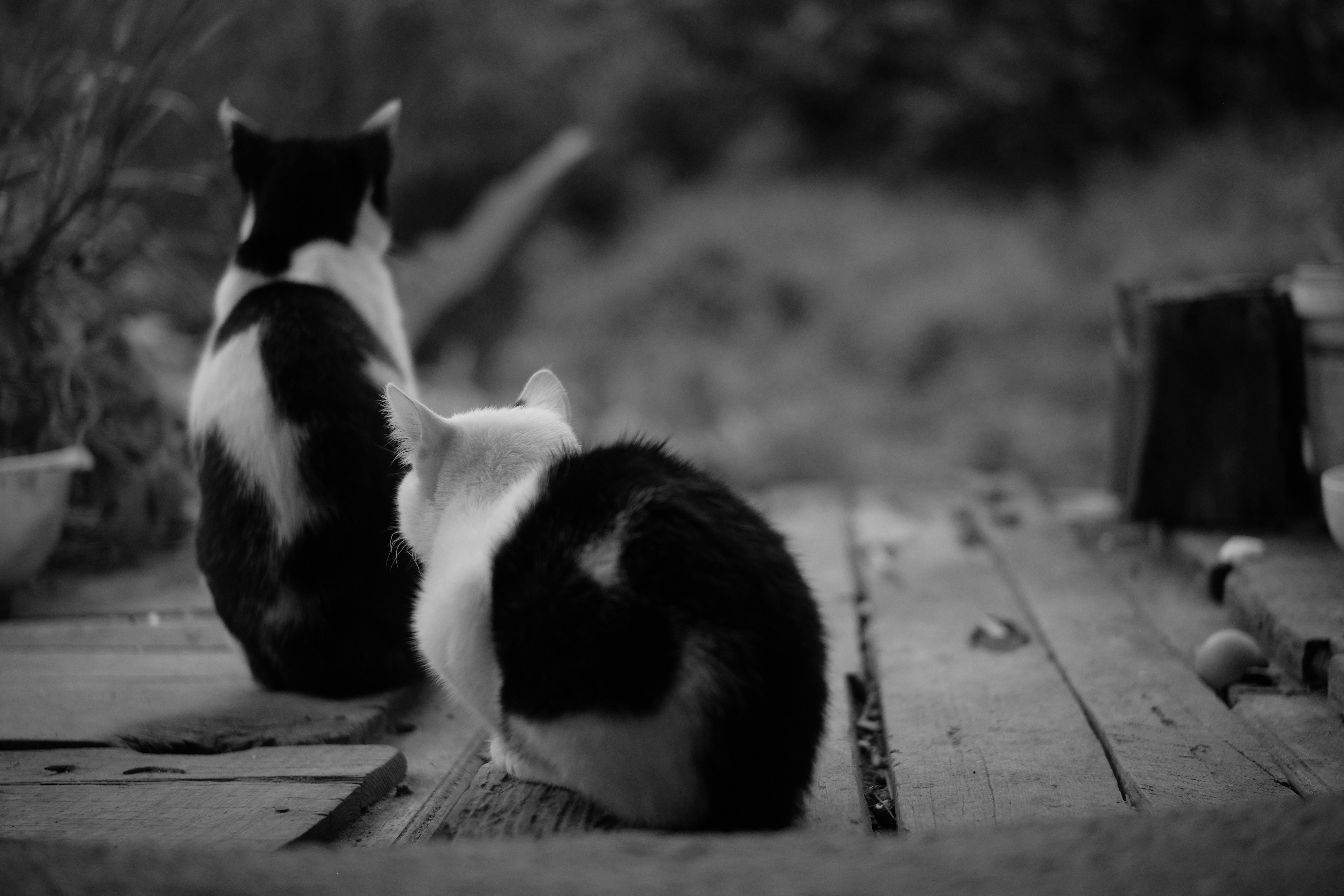 Free stock photo of black and white, cat, kitten