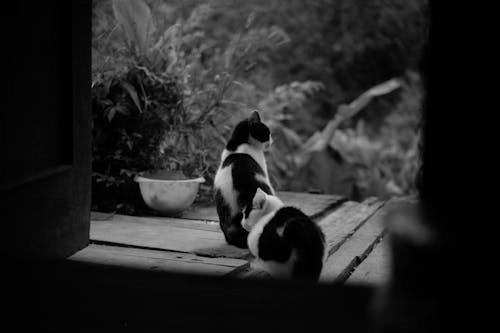 Grayscale Photography of Two Bicolor Cats Near Plant