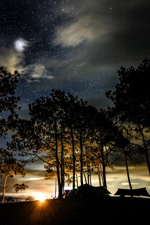 Безкоштовне стокове фото на тему «вечір, дерева, дерева вночі» стокове фото