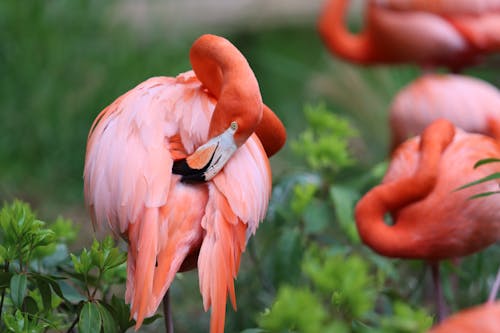 Pink Flamingo in Close-up Shot