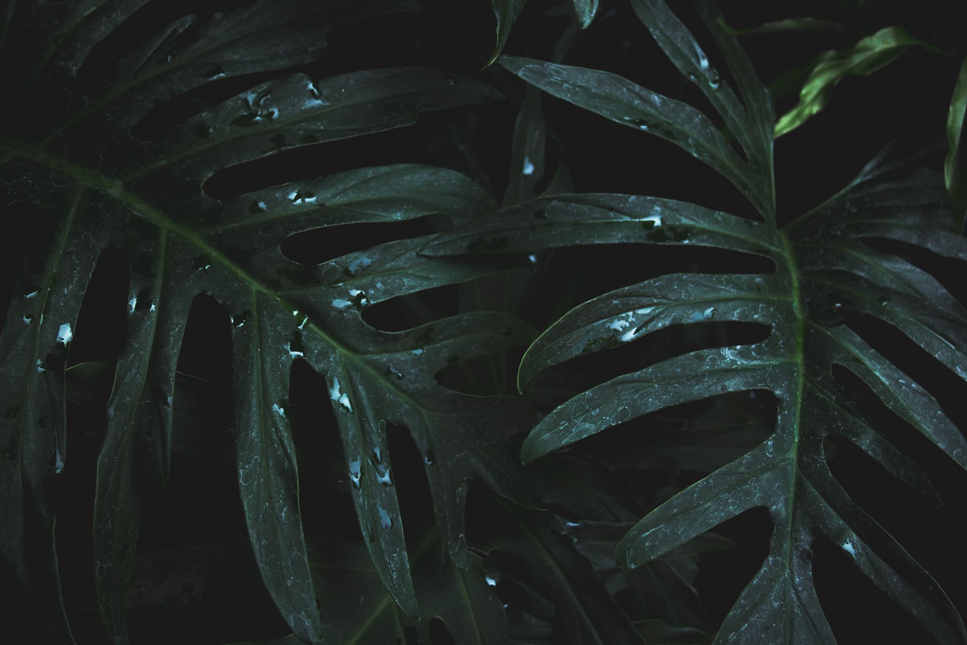 Close-Up Photo of Wet Leaves