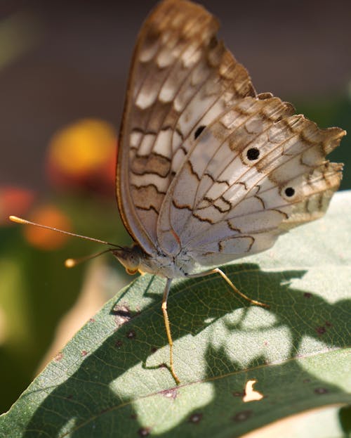 бесплатная Бесплатное стоковое фото с антенна, бабочка, белый павлин Стоковое фото