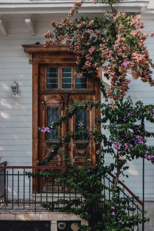 Gratis arkivbilde med blomster, bougainvillea, busker