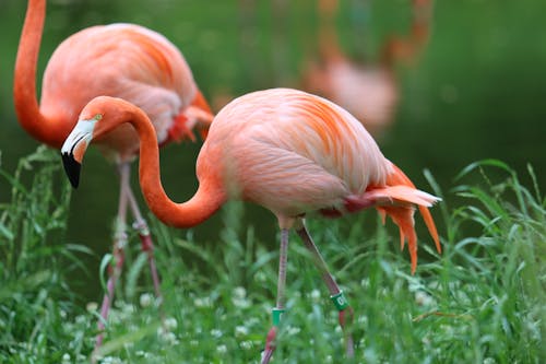 Free Close Up Photo of a Flamingo Stock Photo