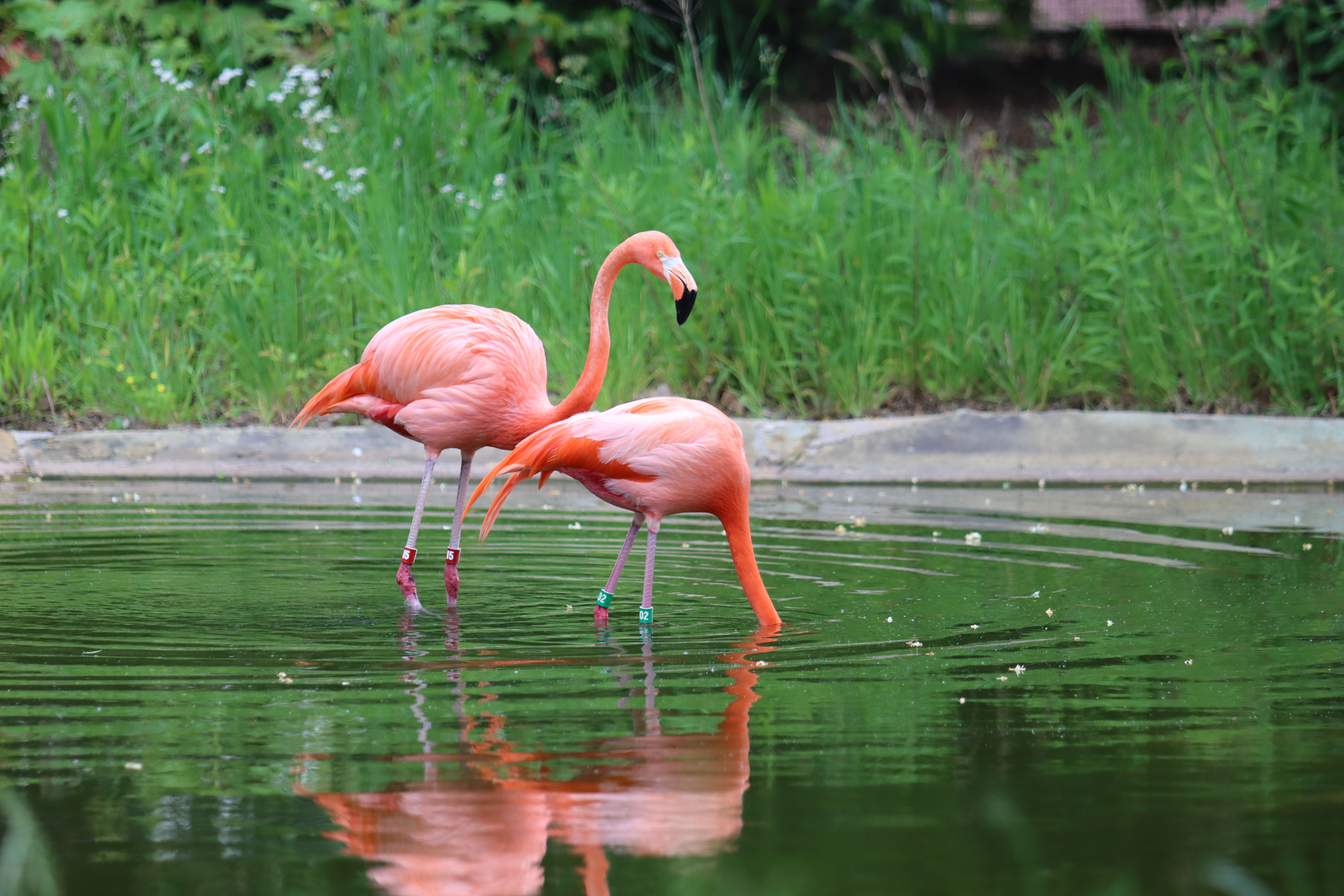 Birding in the Zoo