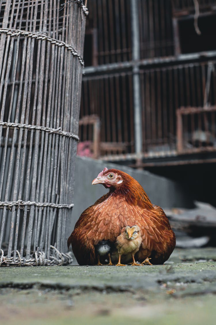 Close Up Of A Chicken