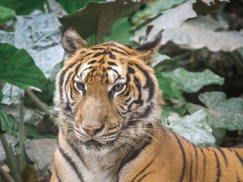Free Close-up portrait of a majestic tiger surrounded by lush green foliage in the jungle. Stock Photo