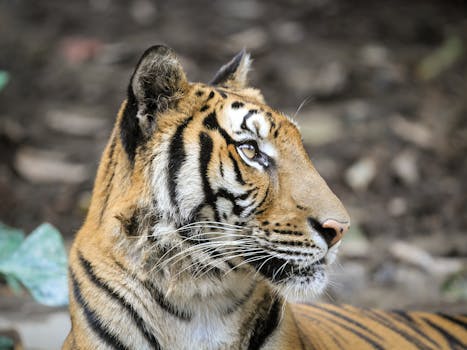 Intimate close-up of a majestic Bengal tiger, showcasing its striking features and natural habitat.