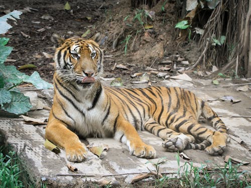 Ingyenes stockfotó állatfotók, bengáli tigris, húsevő témában