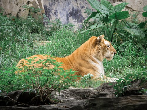 Ücretsiz büyük kedi, çim, dişi aslan içeren Ücretsiz stok fotoğraf Stok Fotoğraflar