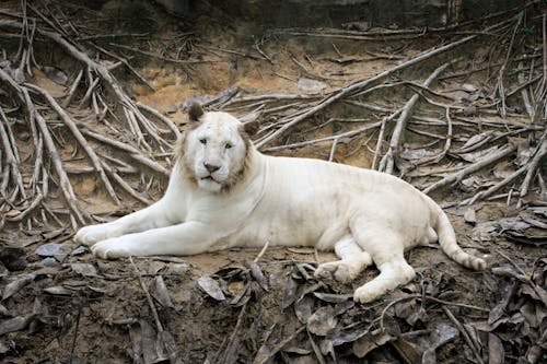 White Lioness Lying on Brown Soil