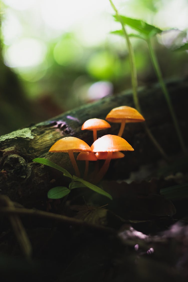 Close Up Photo Of Mushrooms