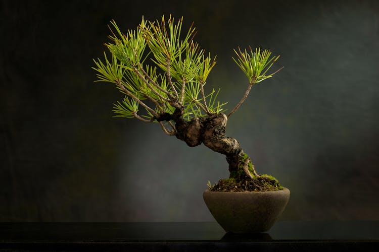 Photo Of A Bonsai Plant