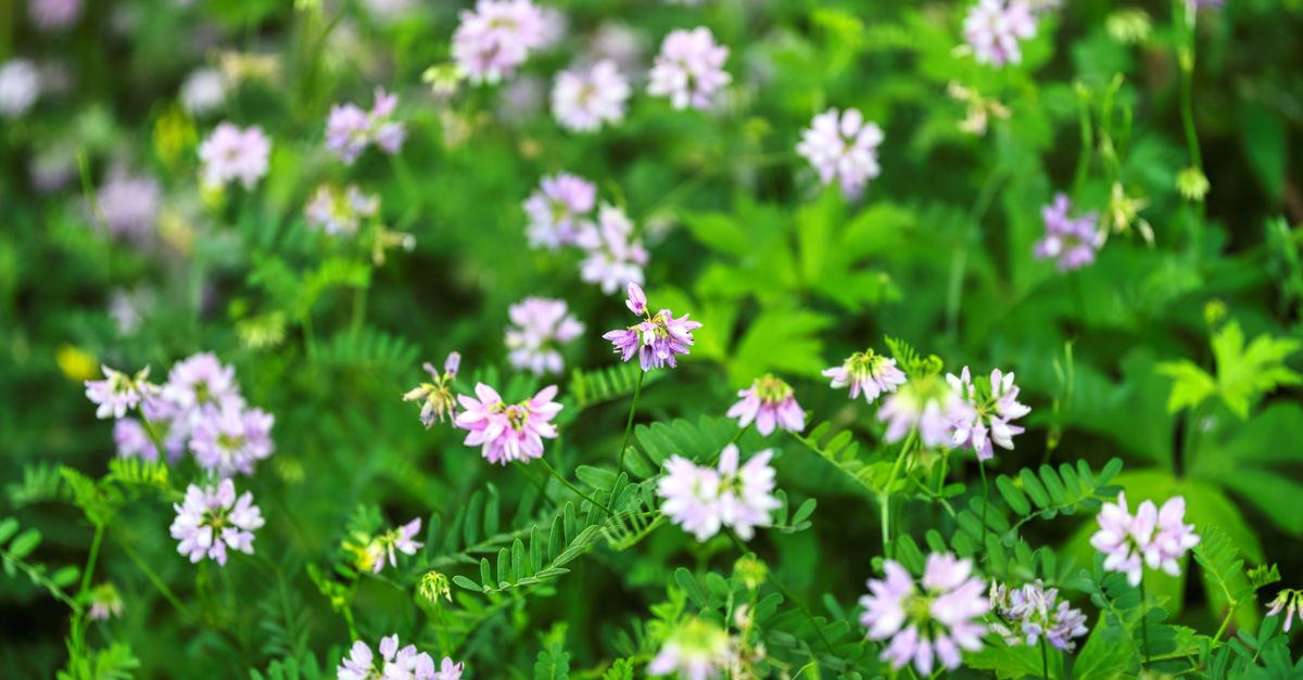 Aspérule : Bienfaits & Usages Phytothérapie