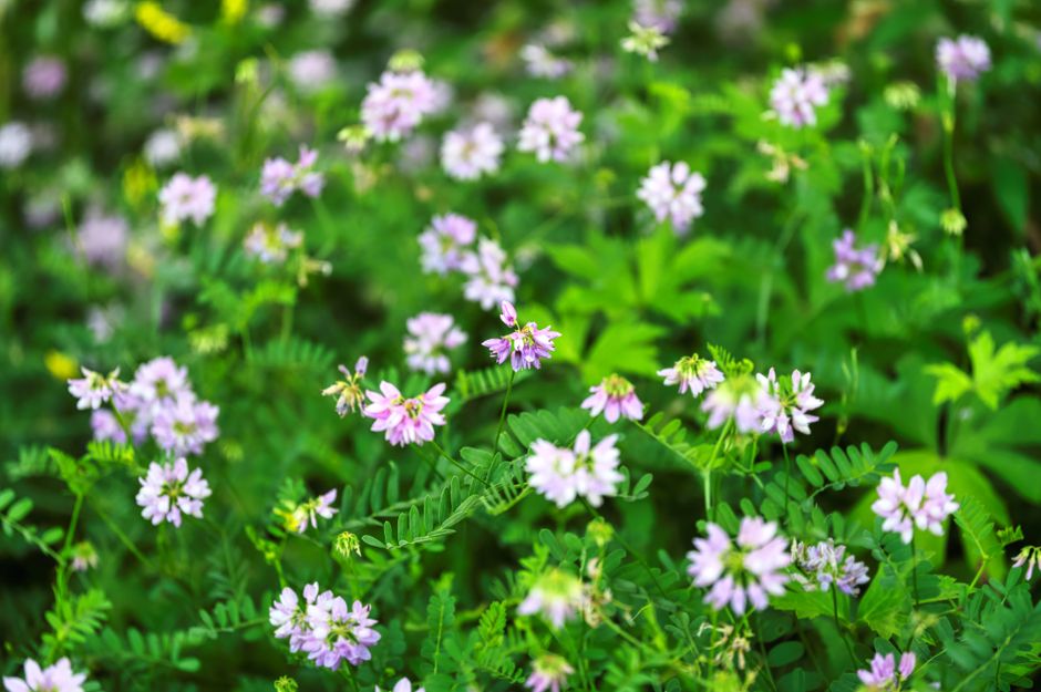 Lush close-up of blooming crownvetch flowers in a summer meadow, Weaver, MN.