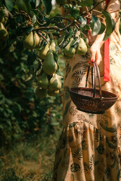 Free A woman in a dress holding a basket while picking pears from a tree during harvest. Stock Photo
