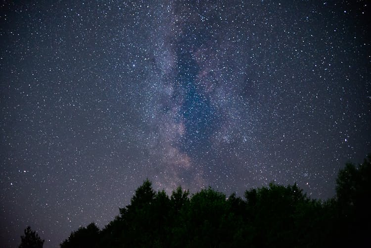 Trees Under Starry Night Sky