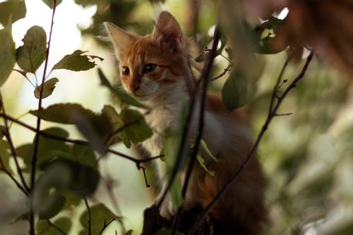 Free Adorable tabby kitten peeks through lush greenery, creating a serene nature scene. Perfect for animal and nature lovers. Stock Photo