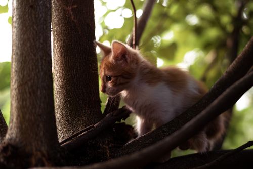 Free Charming tabby kitten exploring tree branches outdoors, surrounded by lush greenery. Stock Photo
