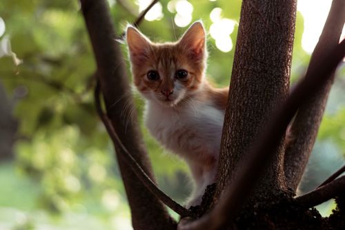 Free A cute tabby kitten playfully climbing a tree surrounded by lush green foliage. Stock Photo