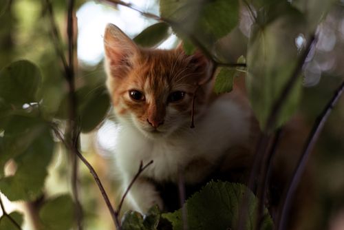 Free A cute ginger kitten peering through leaves, surrounded by nature. Stock Photo