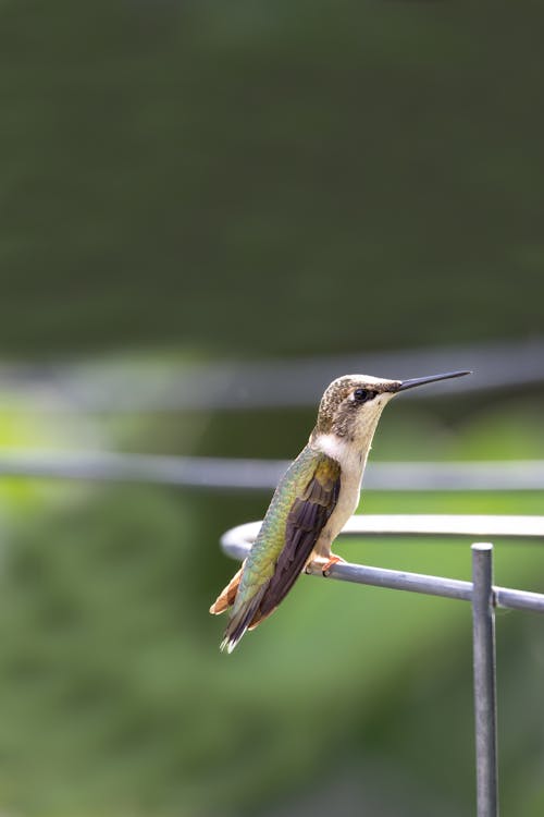 Close-Up Shot of a Hummingbird 